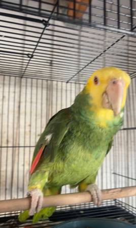 Parrot for Rehousing 1