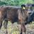 Purebred Limousin bull calves 2 thumbnail