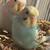 Parakeets with bird cage 1 thumbnail