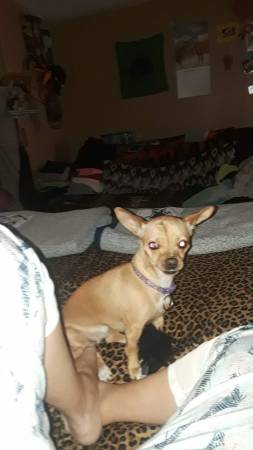 Missing female chihuahua (Westside Albuquerque)63406087253379124
