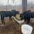 Calves black Angus 2 thumbnail