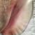 Conch Seashell old 5 thumbnail