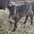 Mini highland calves 11 thumbnail