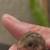 Button quail 3 thumbnail
