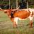 Registered Texas Longhorns (Longhorn Cows, Heifers, Steers, Calves) 4 thumbnail