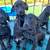 Doberman & Cane Corso Puppies Rehoming 1 thumbnail
