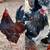 Hatching eggs 3 thumbnail