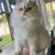 6 month old kitten 3 thumbnail