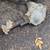 2014 GMC Sierra 3500 HD front differential 2 thumbnail