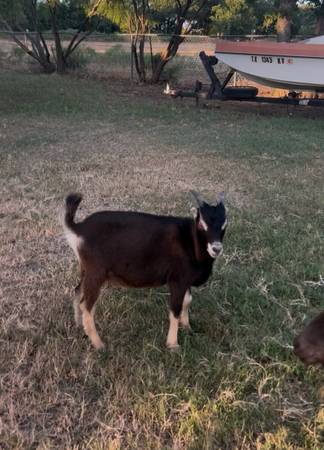 Mini Lamancha Buck 1