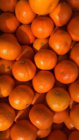 Fresh Oranges 1