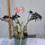 Assorted  plants/succulents/aloe vera/jade 7 thumbnail