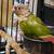 Conure 4 thumbnail