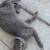 Grey cat 1 thumbnail