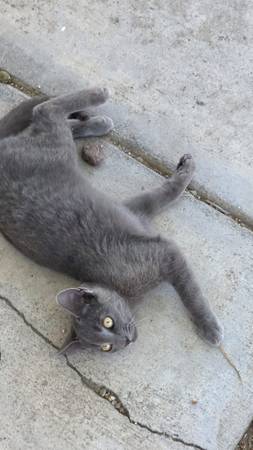 Grey cat 1