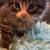 Manx kitten 5 thumbnail