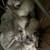 Siamese kittens 5 thumbnail