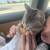 Siberian Forest Kittens (2) 1 thumbnail