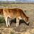 Jersey heifer 4 thumbnail