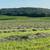 Small Squares Grass Hay 4 thumbnail