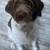 Aussiedoodle 11 thumbnail