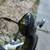 Cannondale Synapse Carbon 5 thumbnail