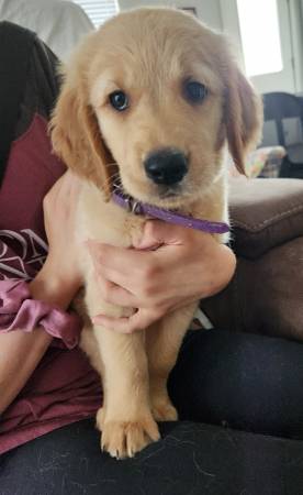 Beautiful Companion Puppy Rehoming (Bellingham ~ Lynden)63697527161731120