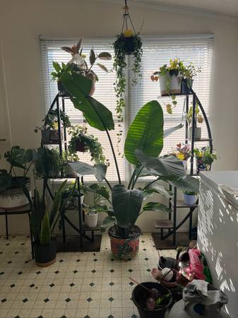 White bird paradise plant 1