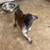 Re-home Dutch Shepherd puppy 5 thumbnail