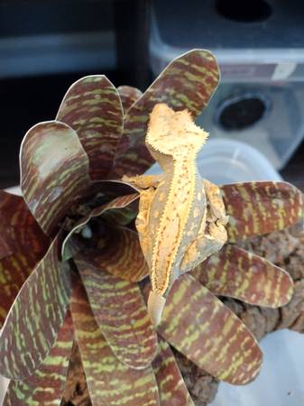Crested geckos (Indianapolis)64676365451265122