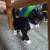 Tuxedo kitten 5 thumbnail