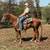 Walking Horse Gelding has Been Shown - Wonka 2 thumbnail