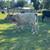 Nice white Dexter cow 3 thumbnail