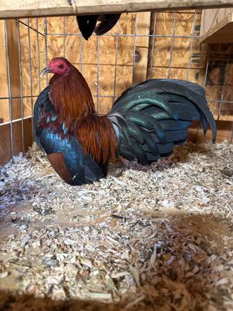 Gallitos Asteca- Bantam 1