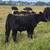 Steers & Heifers 4 thumbnail