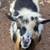Nigerian Dwarf Goat 1 thumbnail