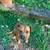 Beautiful female Boxer/bully mix 3 thumbnail