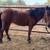 3 yr old Quarter Pony / Andalusian Cross 12 thumbnail