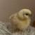 Chicks 1 thumbnail
