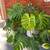 MONSTERA PLANT 1 thumbnail