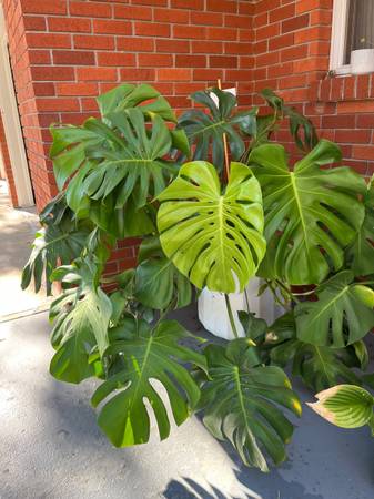 MONSTERA PLANT 1