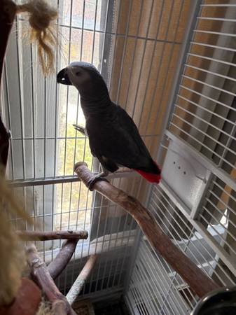 Caco gris africano