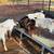 BORREGOS, SHEEPS, CHIVOS, GOATS FOR SALE 13 thumbnail