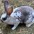 available Beautiful Rex doe’s available 1 thumbnail