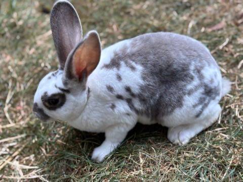 available Beautiful Rex doe’s available 1
