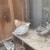 Laying quails 1 thumbnail