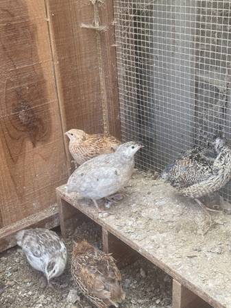 Laying quails 1