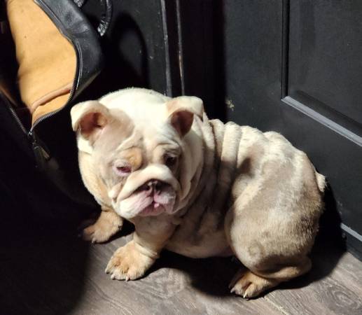 English Bulldog Puppy 1
