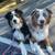 🐾 Structured Pack Walks – South Bay (Wayfinder K9) 🐾 2 thumbnail