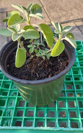 SALVIA SAGE ASSORTED PLANT 1
